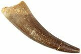 Fossil Plesiosaur (Zarafasaura) Tooth - Morocco #237605-1